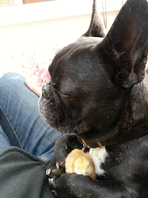 a dog chilling with his peep