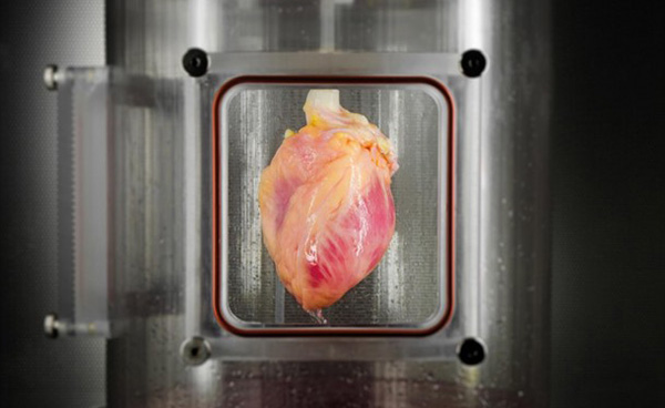 human heart created in lab