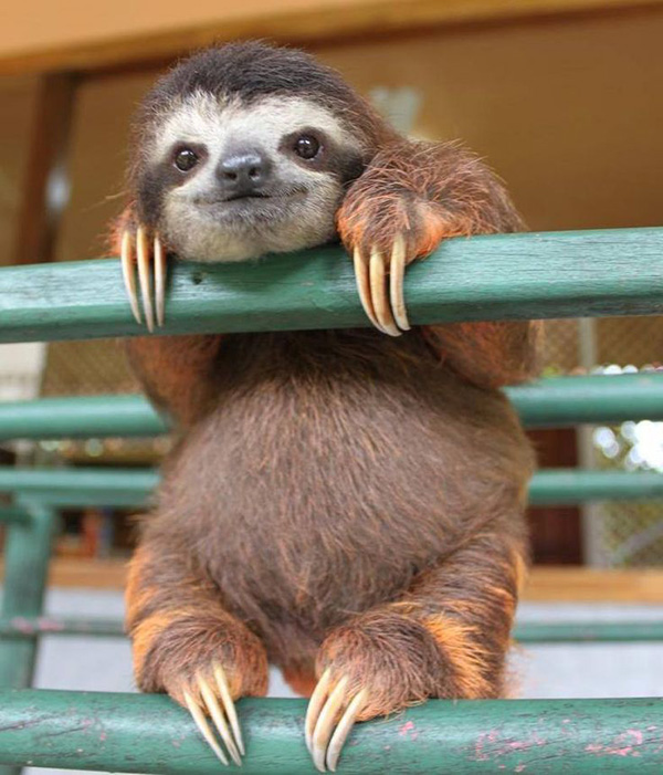 sloth cute belly