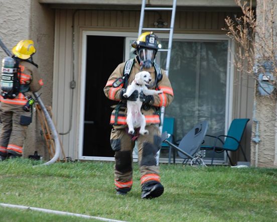 puppy smiling fire rescue