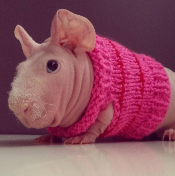 Meet Ludwik - A Chubby Naked Guinea Pig Who Is Also A Model!