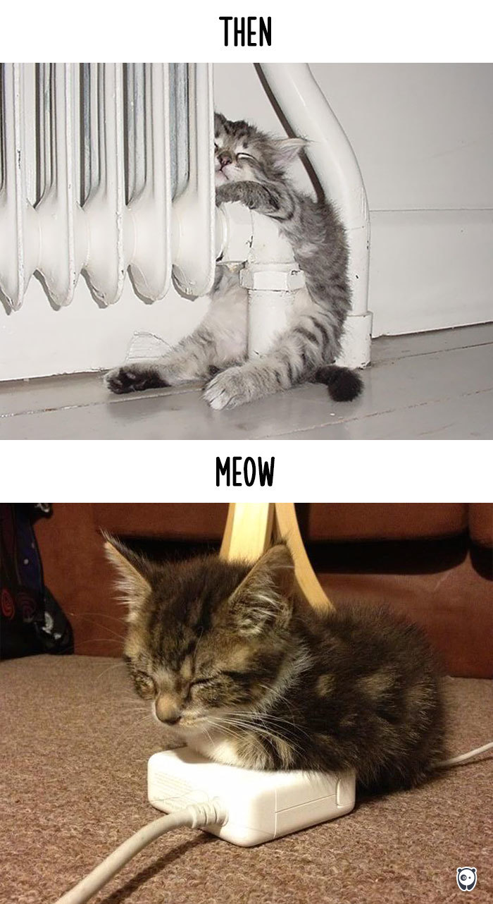 cats then and now technology