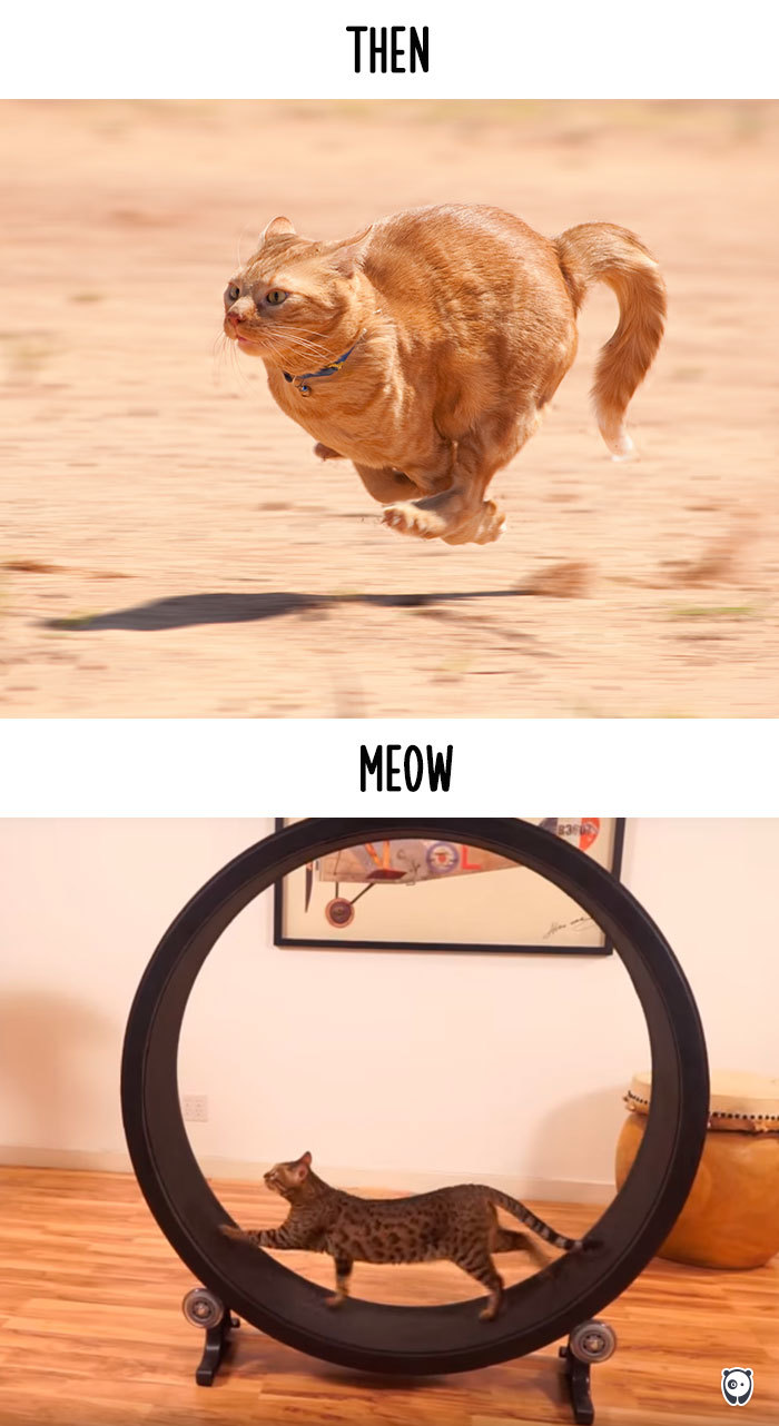 cats then and now technology