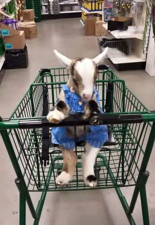 someone brought their kid to the store baby goat