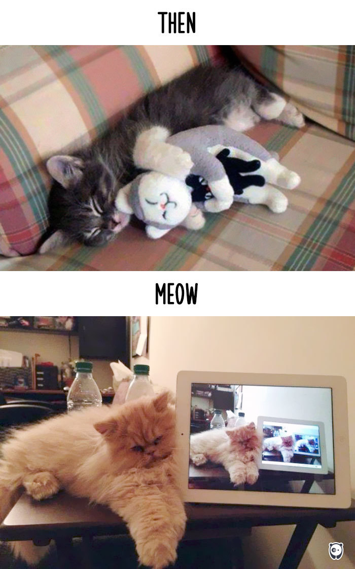 cats then and now technology