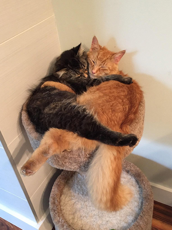 cats snuggle
