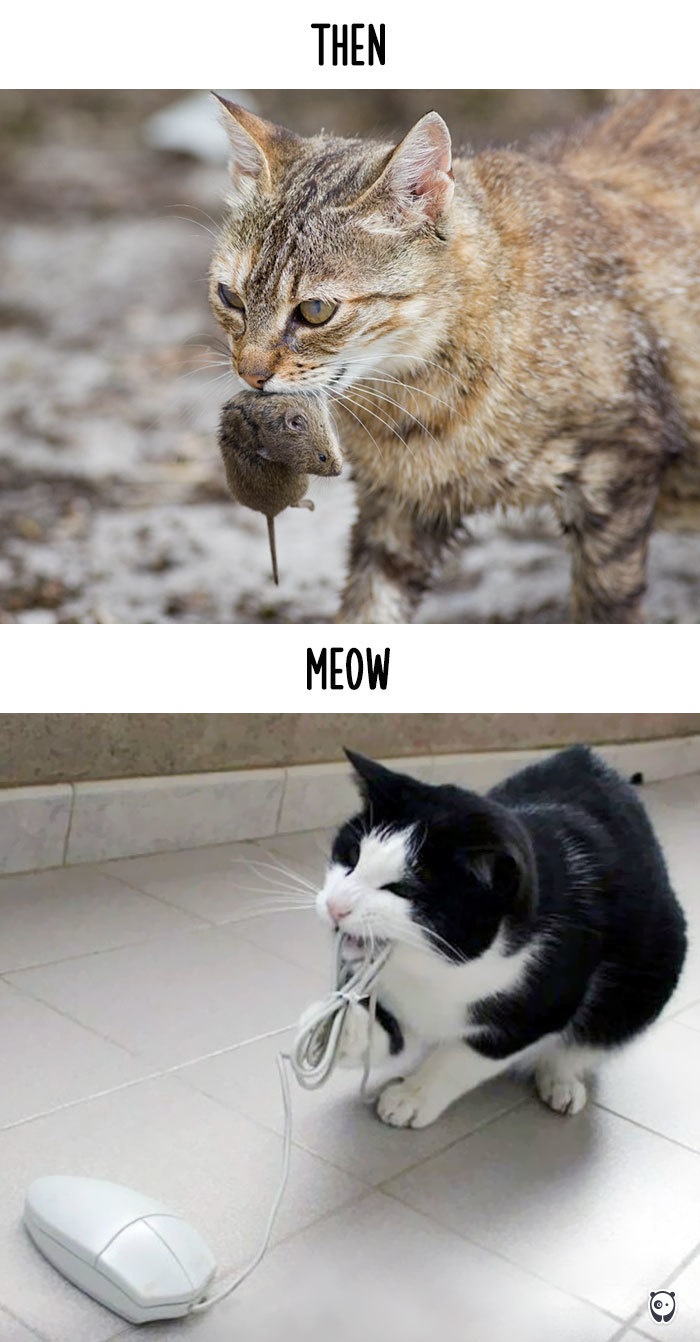 cats then and now technology