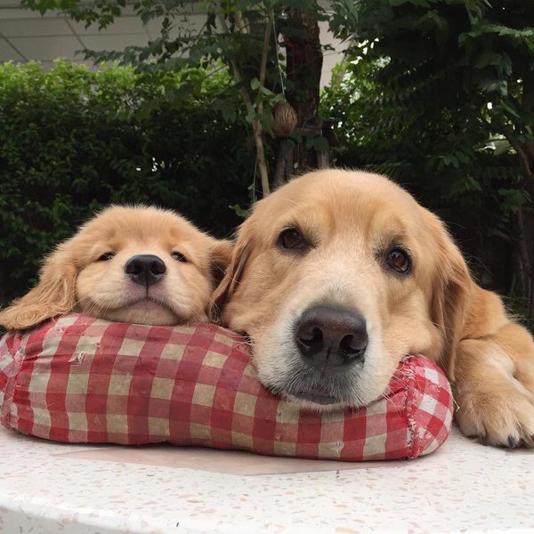 puppy smiles with mom