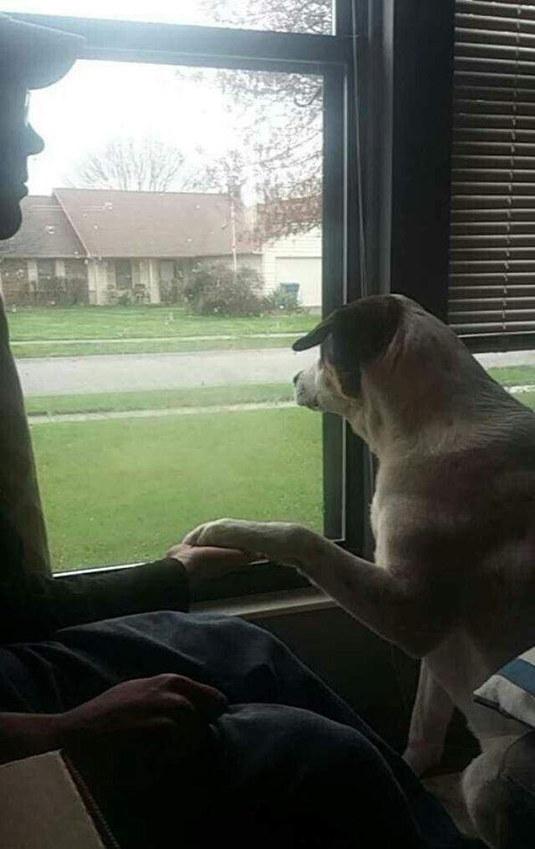 When his service dog senses anxiety, he makes him hold his paw