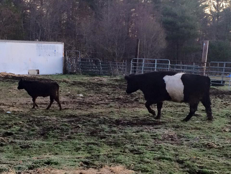 rescue calf helps blind cow lost pig friend