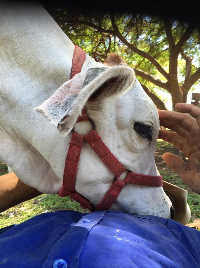 cow breaks into house