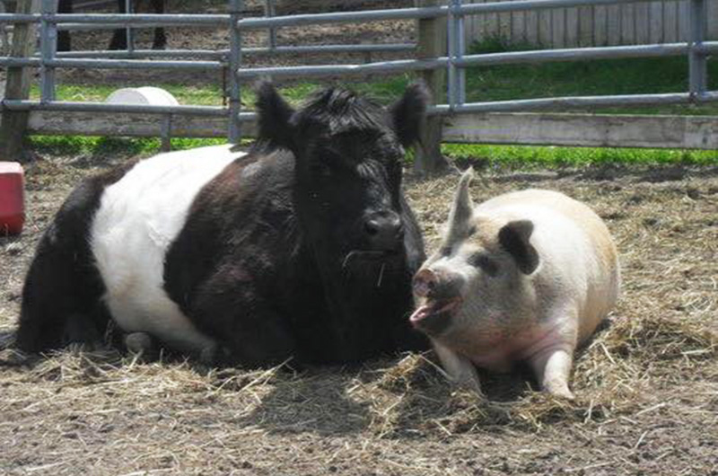 rescue calf helps blind cow lost pig friend
