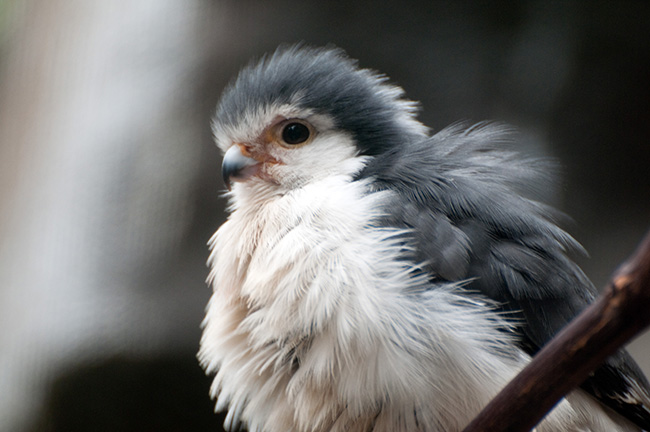 baby falcon
