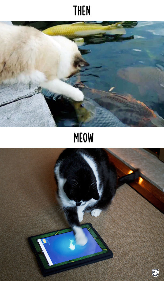 cats then and now technology