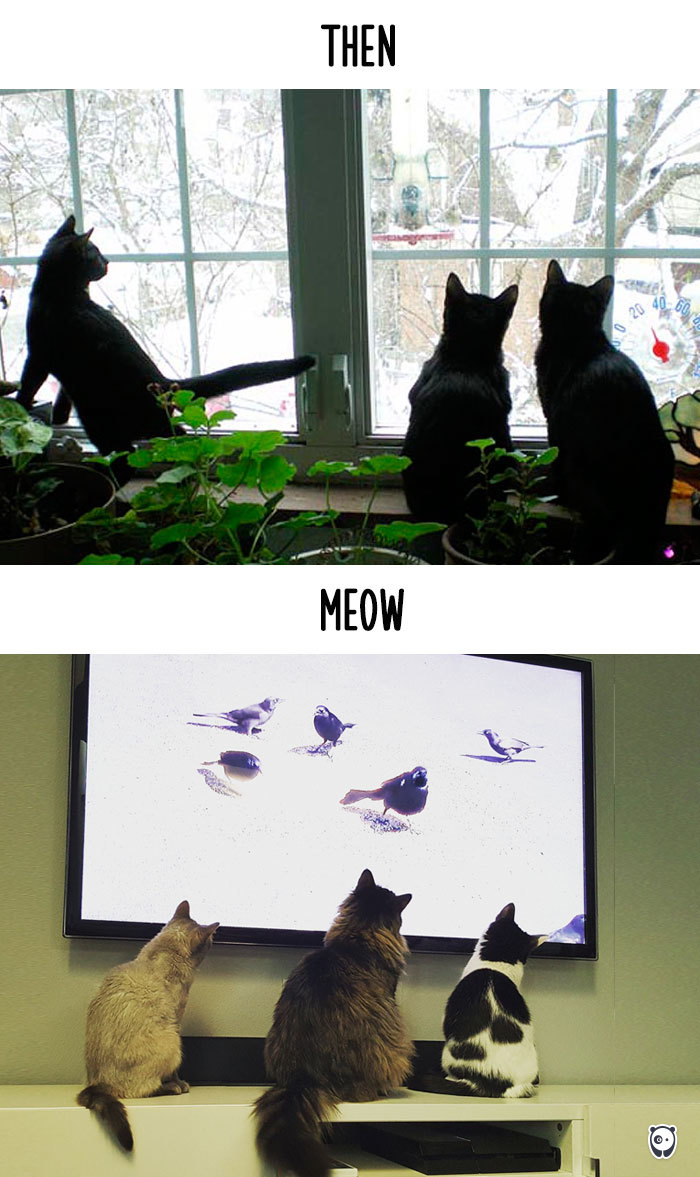 cats then and now technology