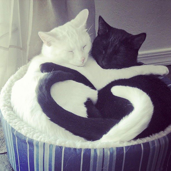 ying yang love cats