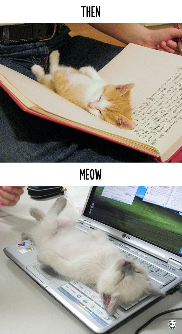 cats then and now technology