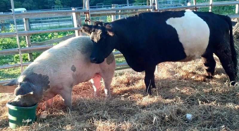 rescue calf helps blind cow lost pig friend