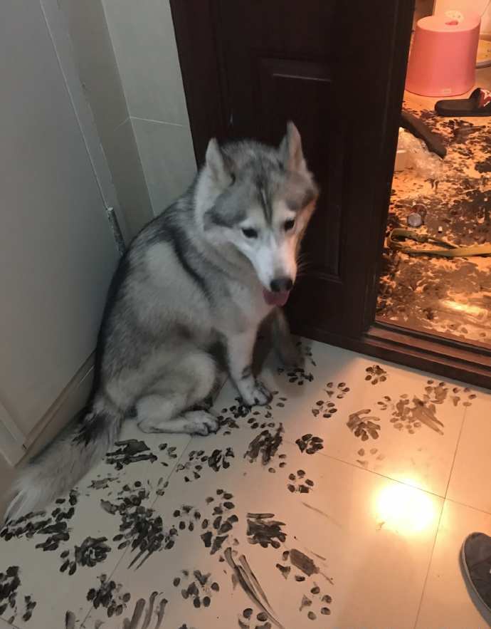 Husky Spends 3 Hours Alone And Makes The Biggest Mess Ever!