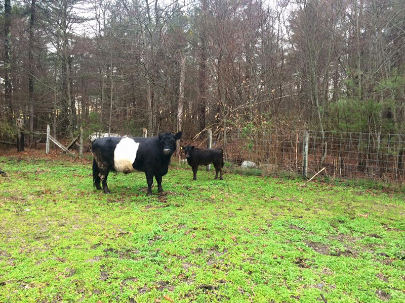 rescue calf helps blind cow lost pig friend