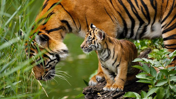 tiger population on the rise