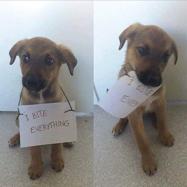 dog bites everything