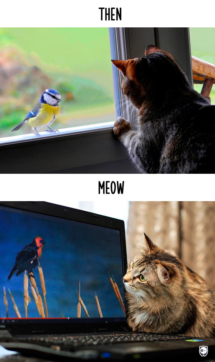 cats then and now technology