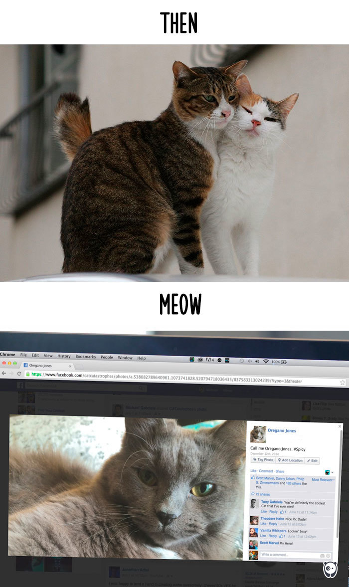 cats then and now technology