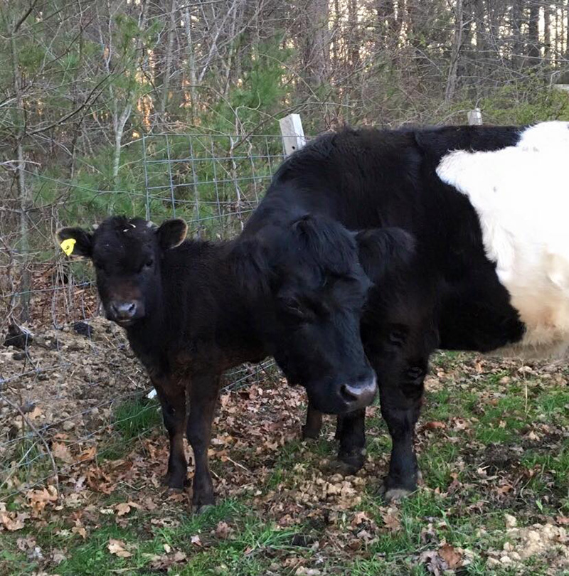 rescue calf helps blind cow lost pig friend