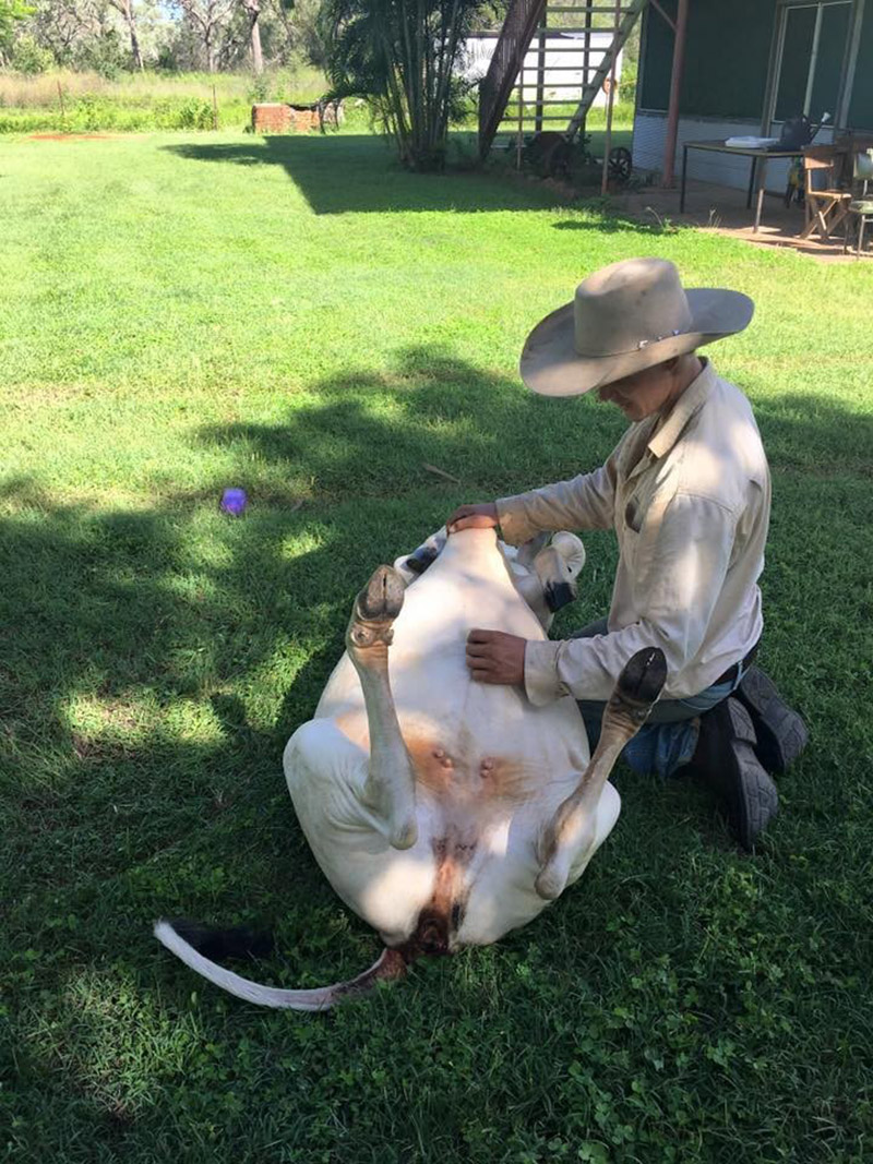 cow breaks into house