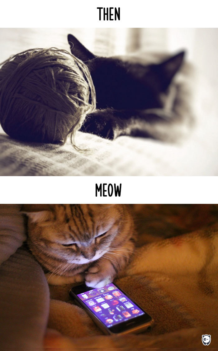 cats then and now technology