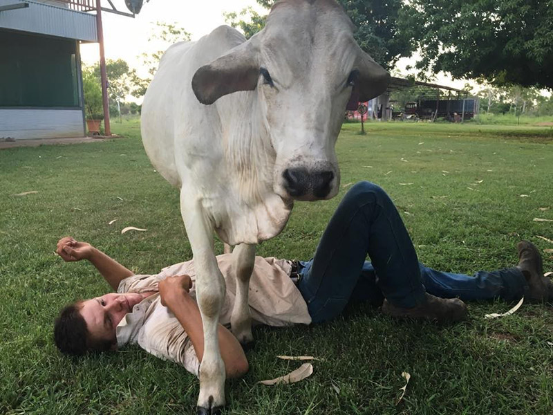 cow breaks into house