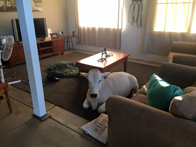 cow breaks into house