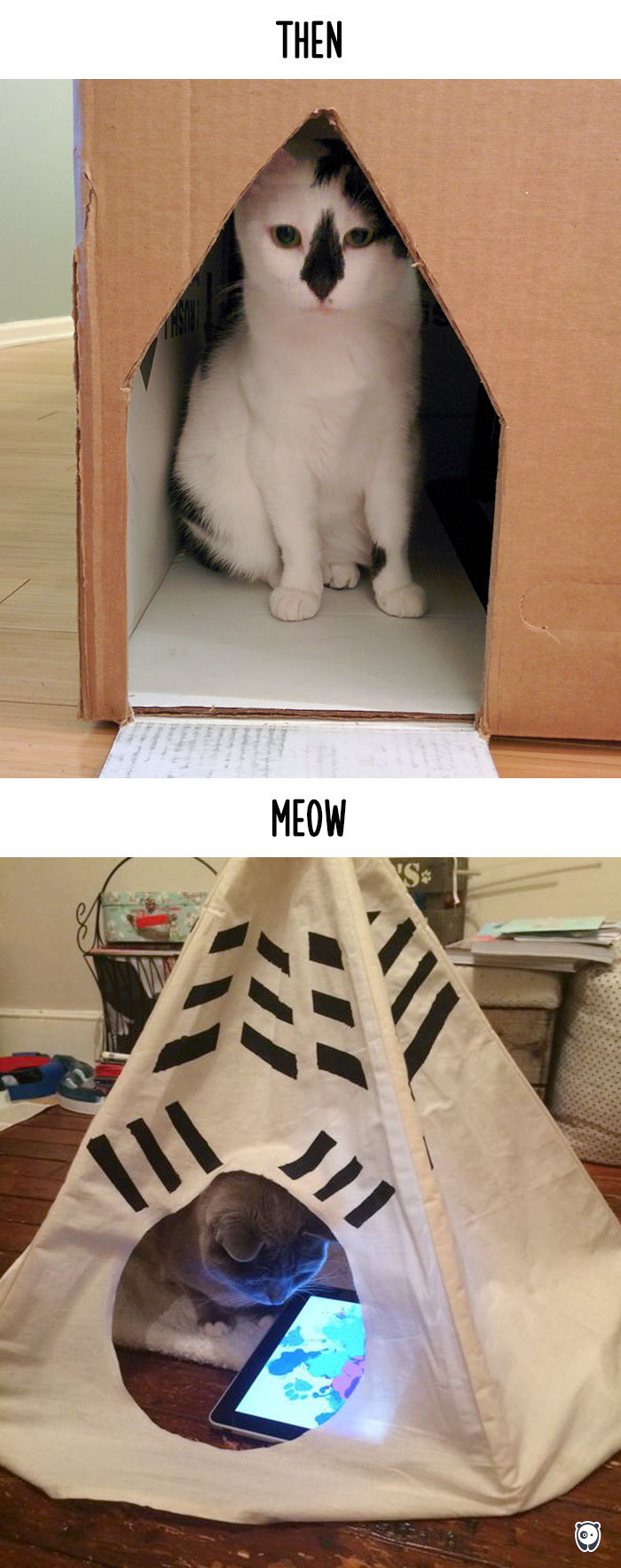 cats then and now technology