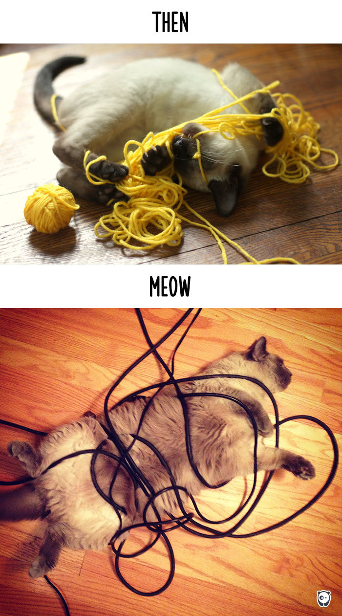 cats then and now technology