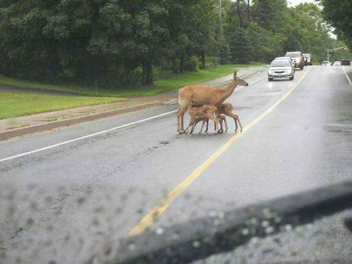 deer nursing in public