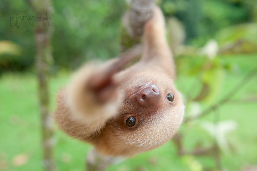 baby sloths