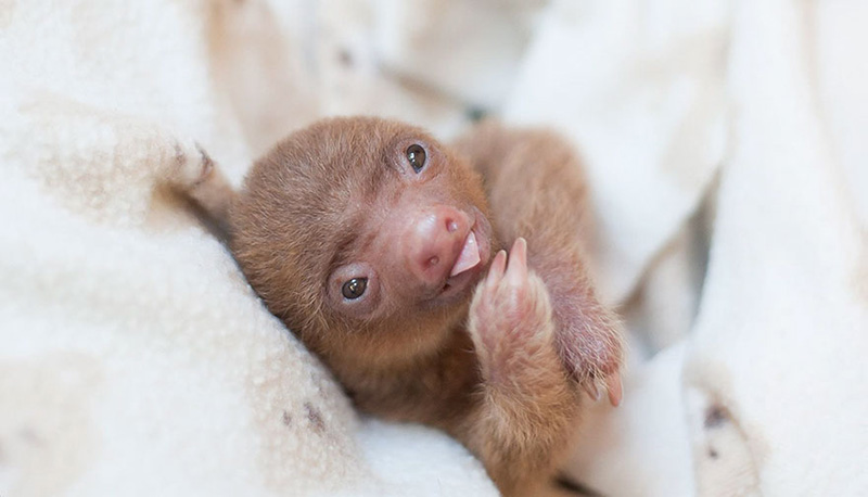 baby sloths