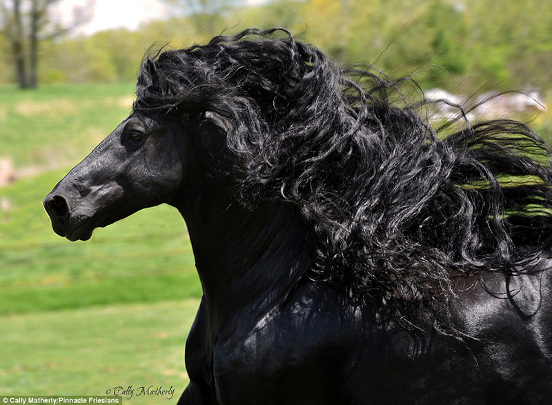 Frederick the great horse