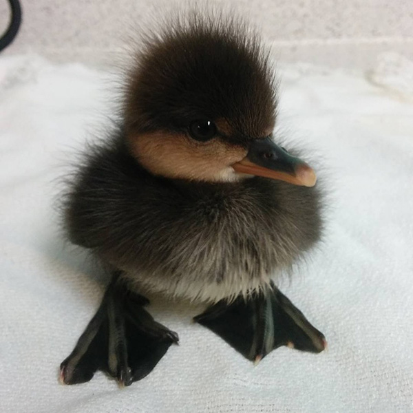 fluffy duck animal