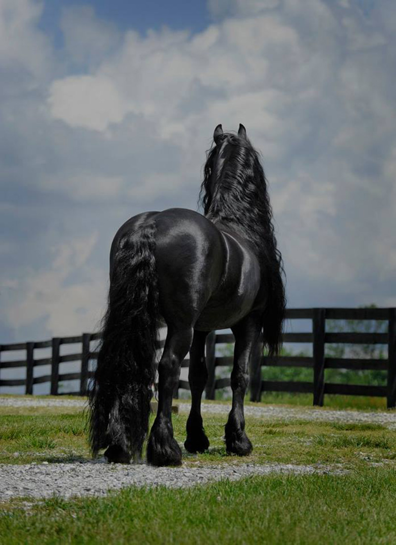 Frederick the great horse