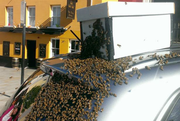 bees swarm and refuse to leave car