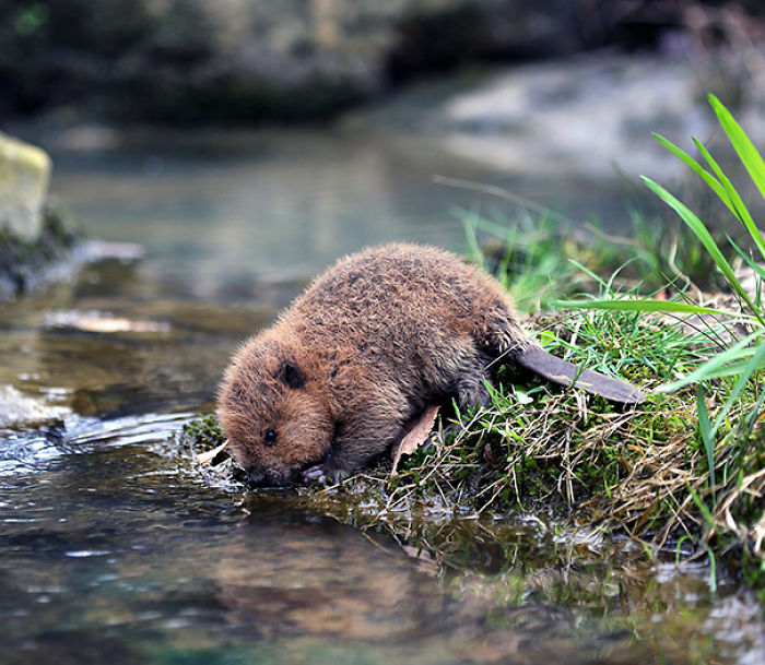 baby beaver