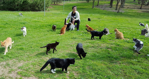 couple invites 100 cats to wedding