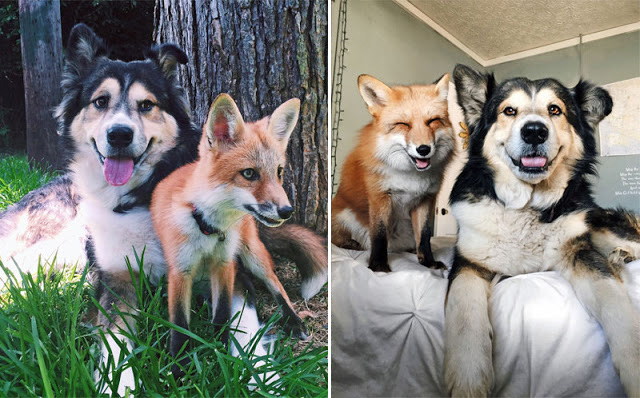 fox and the hound real life