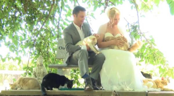 couple invites 100 cats to wedding