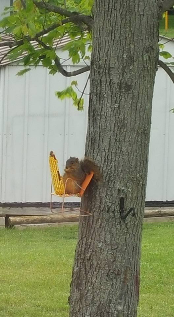 squirrel eating corn in tree from chair