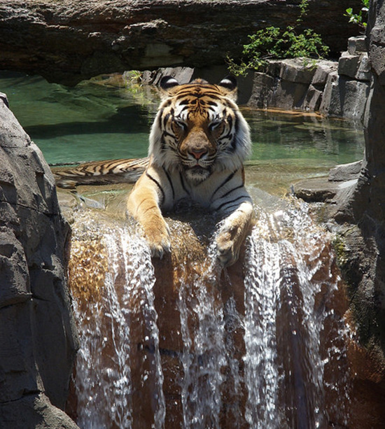 tiger enjoys waterfall