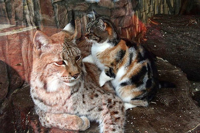cat sneaks into zoo cuddles with lynx