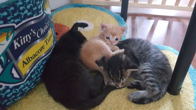 cop saves kitten